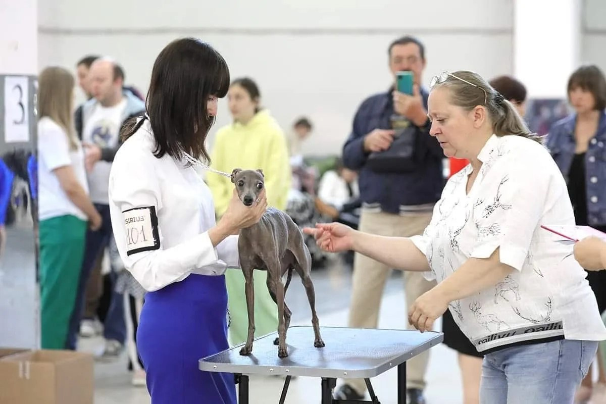 Победы из Екатеринбурга. Professional Italian Greyhound Kennel RKF/FCI ASTI SAPPHIRE 💎 Sochi|St. Petersburg