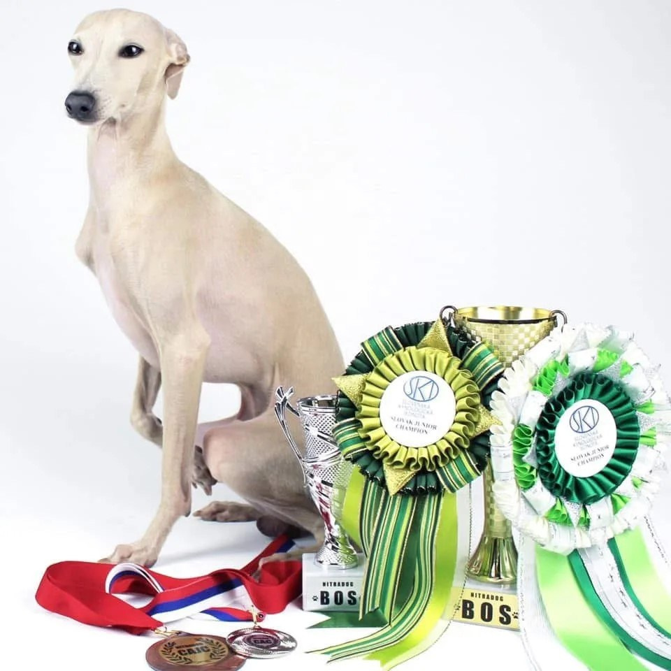 Чемпион Австрии и Вены. Professional Italian Greyhound Kennel RKF/FCI ASTI SAPPHIRE 💎 Sochi|St. Petersburg