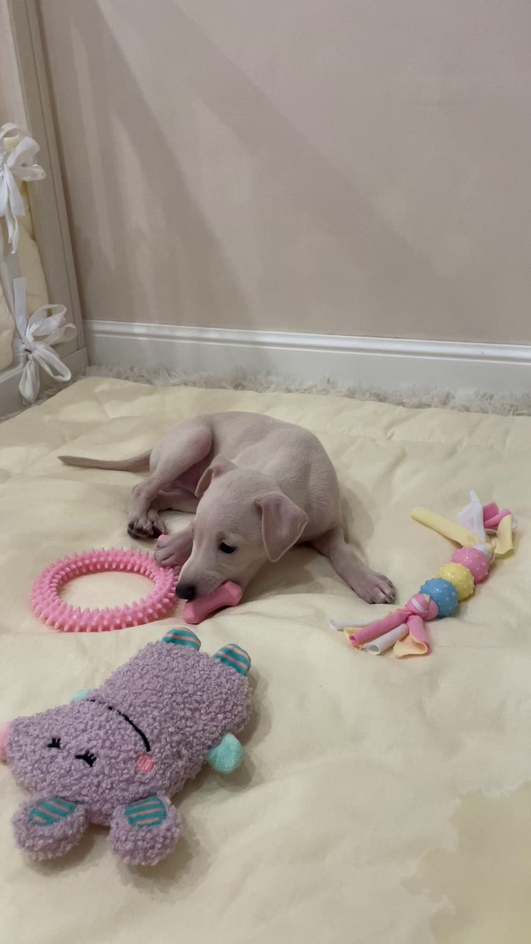 Июльские малыши. Professional Italian Greyhound Kennel RKF/FCI ASTI SAPPHIRE 💎 Sochi|St. Petersburg