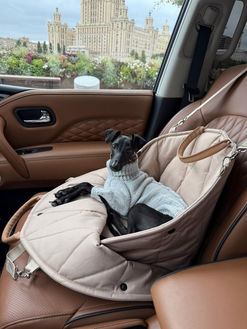 Авиапереноски. Professional Italian Greyhound Kennel RKF/FCI ASTI SAPPHIRE 💎 Sochi|St. Petersburg