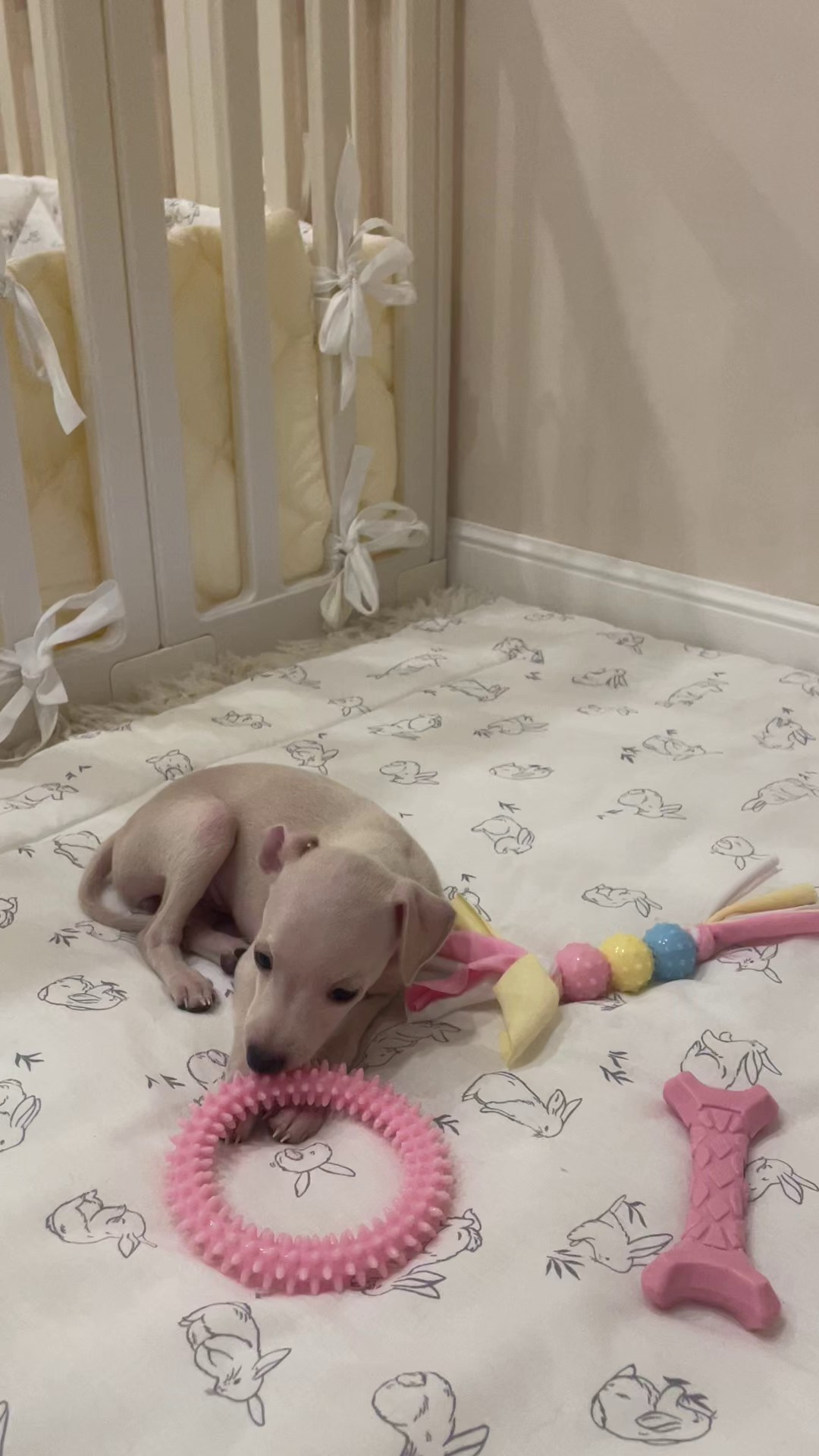 Июльские малыши. Professional Italian Greyhound Kennel RKF/FCI ASTI SAPPHIRE 💎 Sochi|St. Petersburg