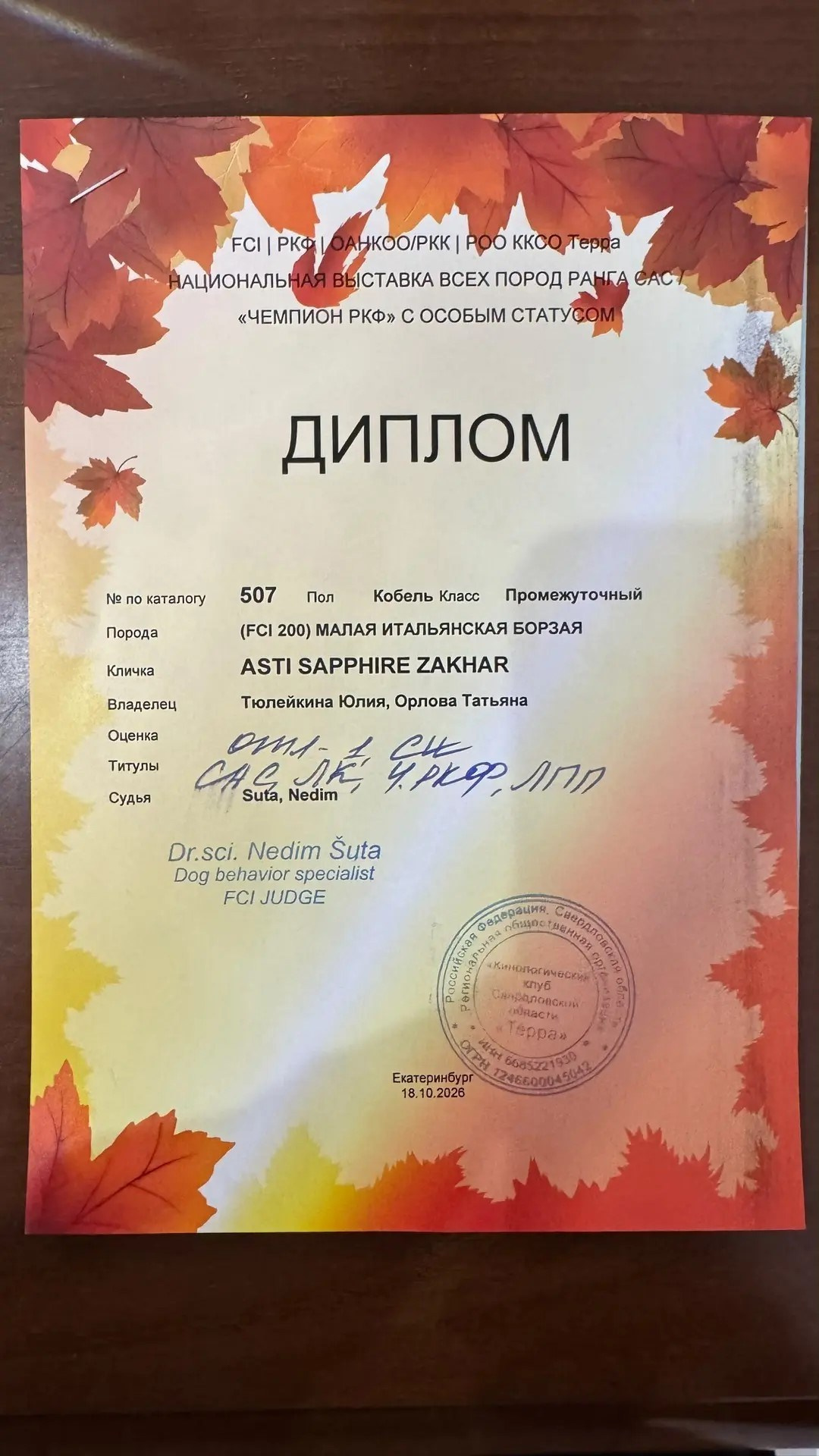 Яркий Захар из Екатеринбурга. Professional Italian Greyhound Kennel RKF/FCI ASTI SAPPHIRE 💎 Sochi|St. Petersburg