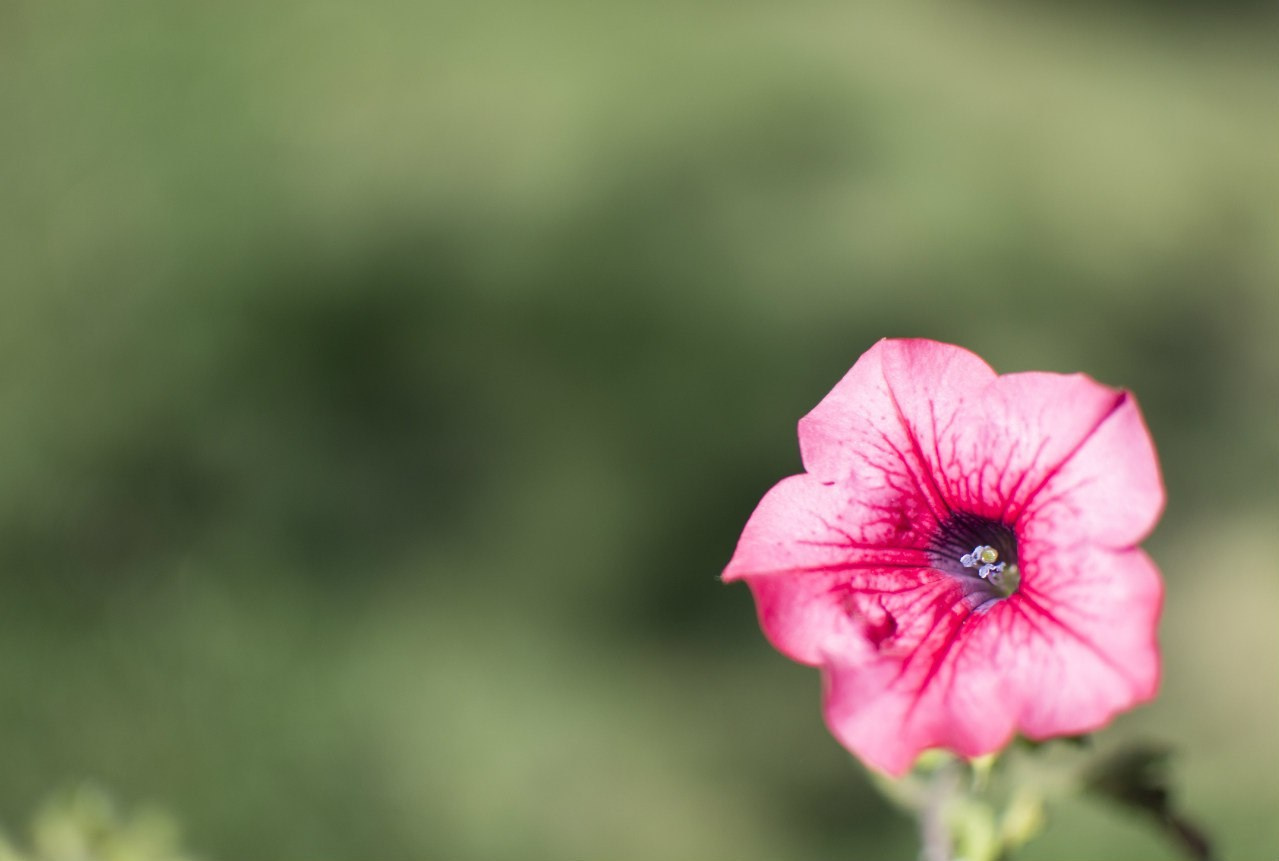 Растения. Артём Голдов — Портретный фотограф ✦ Кошелев Парк ✦ Самара