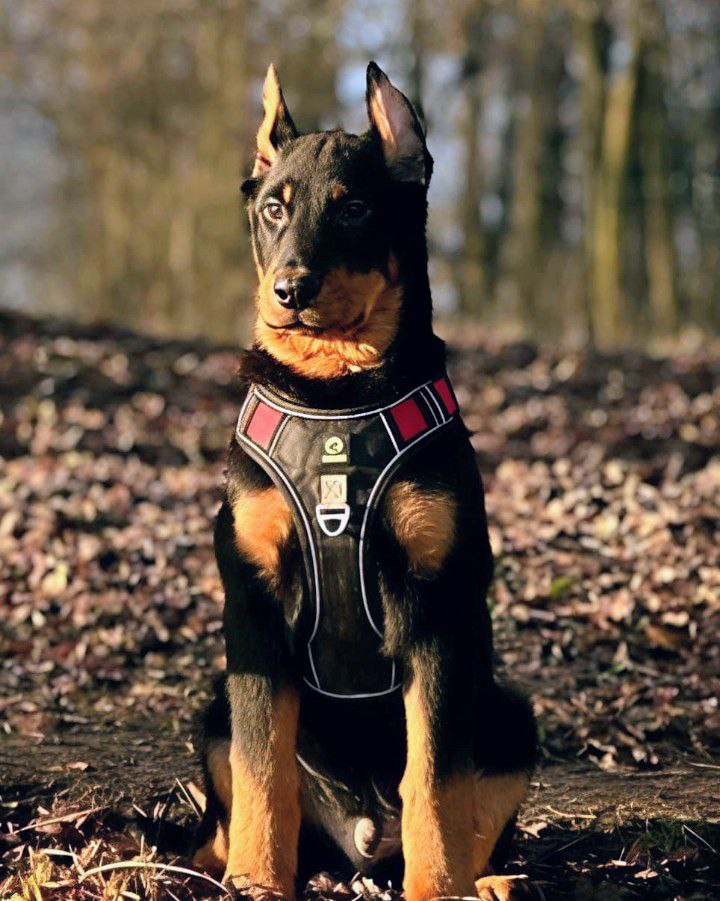 В мире животных. Фотокружок «Видоискатель» ГБОУ СОШ № 291