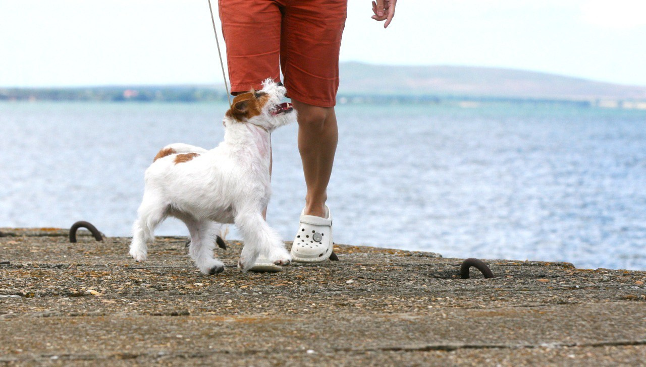 Anroal Chiquilla aka Miya. Lovely-Orange питомник джек рассел терьеров