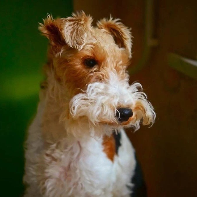 Pet portfolio. Svetlana Lapina, portrait photographer, San Francisco