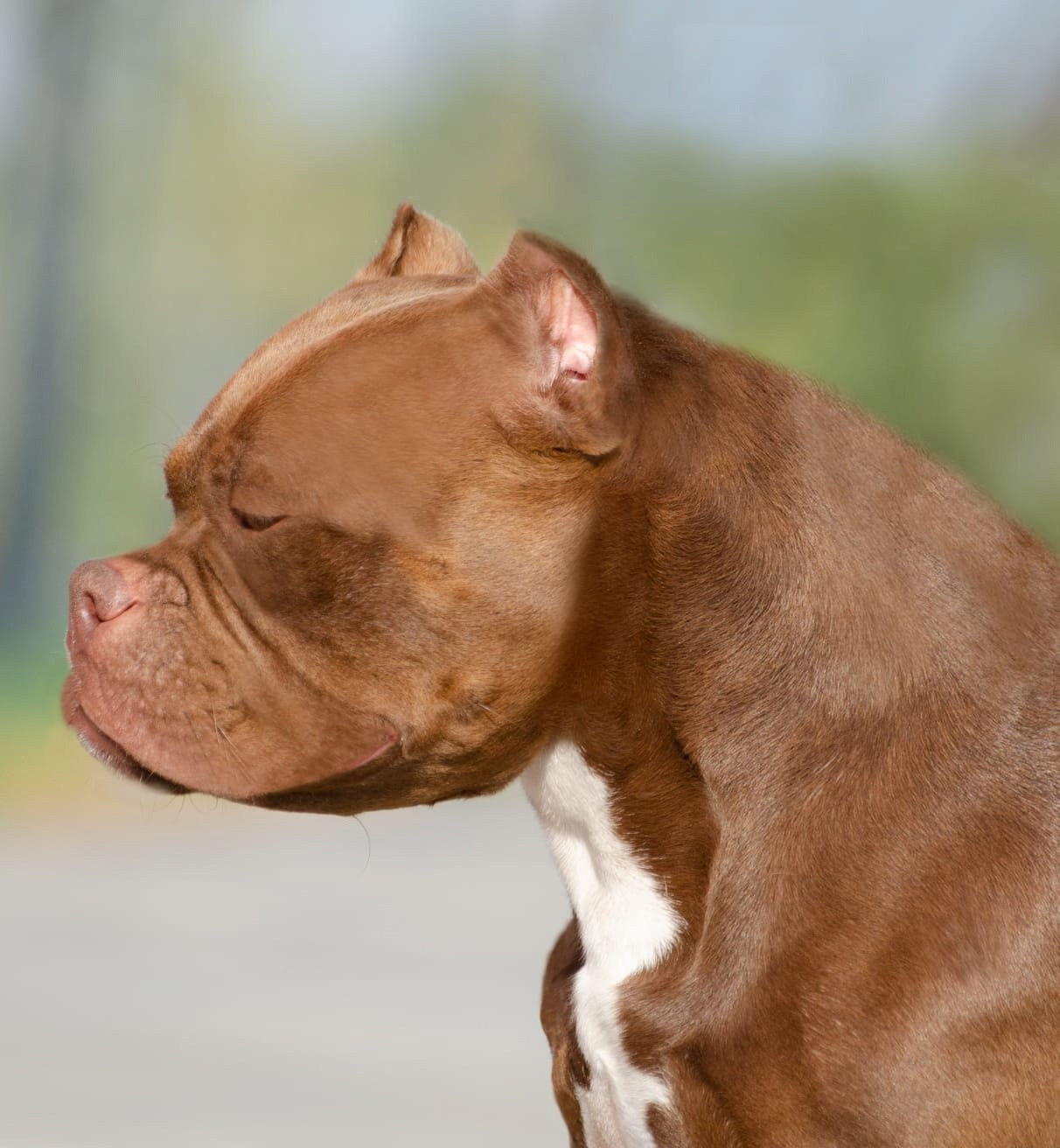 Американский булли в шоколадном окрасе 