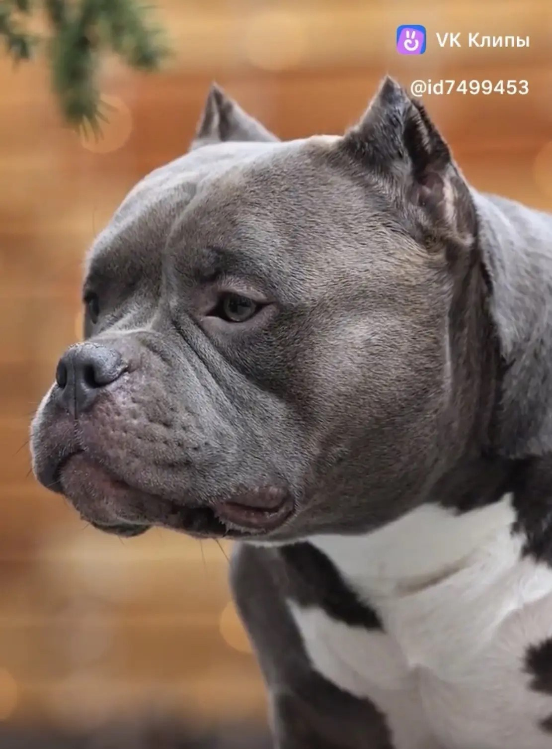 Родители NIRVANA KENNEL MESSI FOR FORTIS FORTUNA VALIDI. ПИТОМНИК СОБАК ПОРОДЫ АМЕРИКАНСКИЙ БУЛЛИ