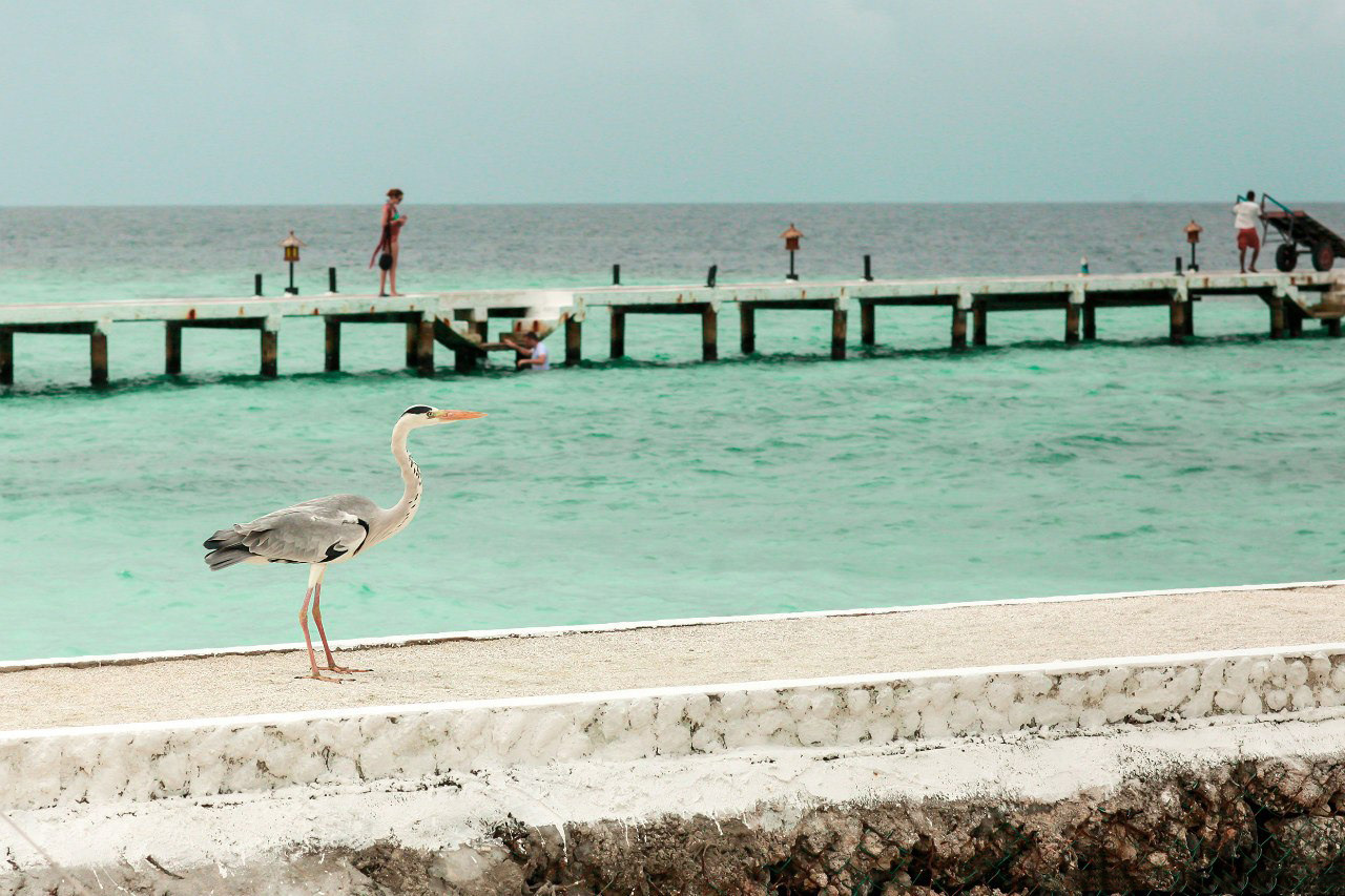 MALDIVES Honey Moon. Evgeniia Sinkevich. Photographer in Riga and Europe