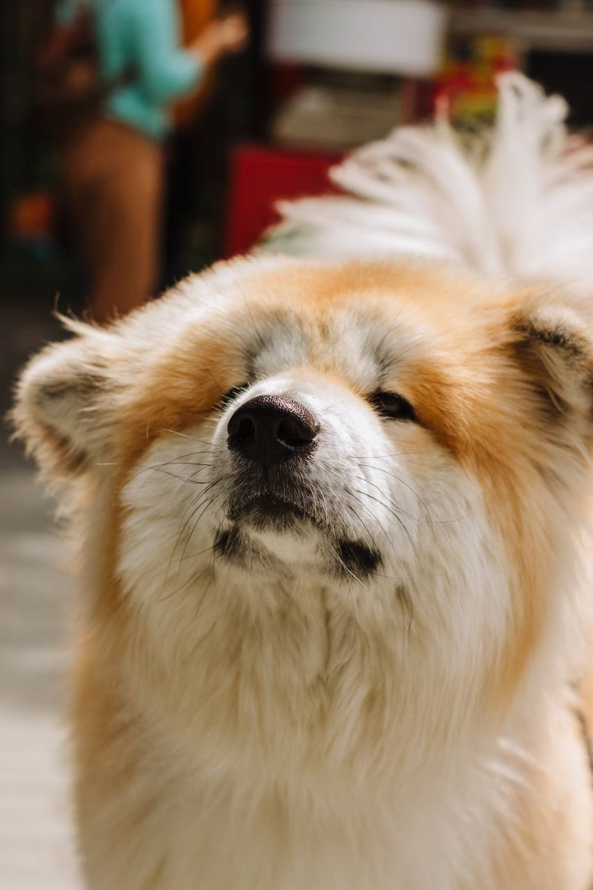 Репортаж. Фотограф в Санкт-Петербурге Мария Комолитдинова