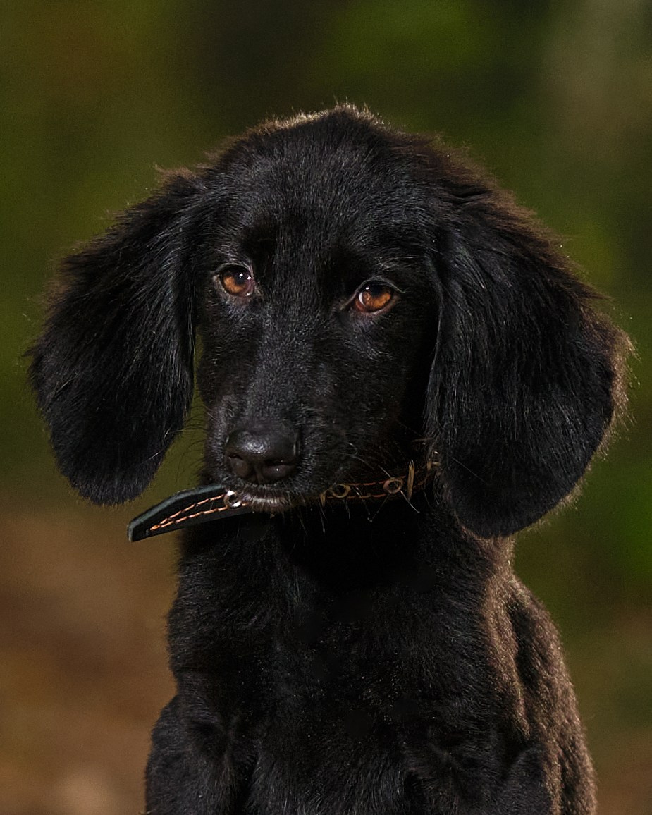 Фото с животными альбом. Фотограф в Москве — Галунина Кристина
