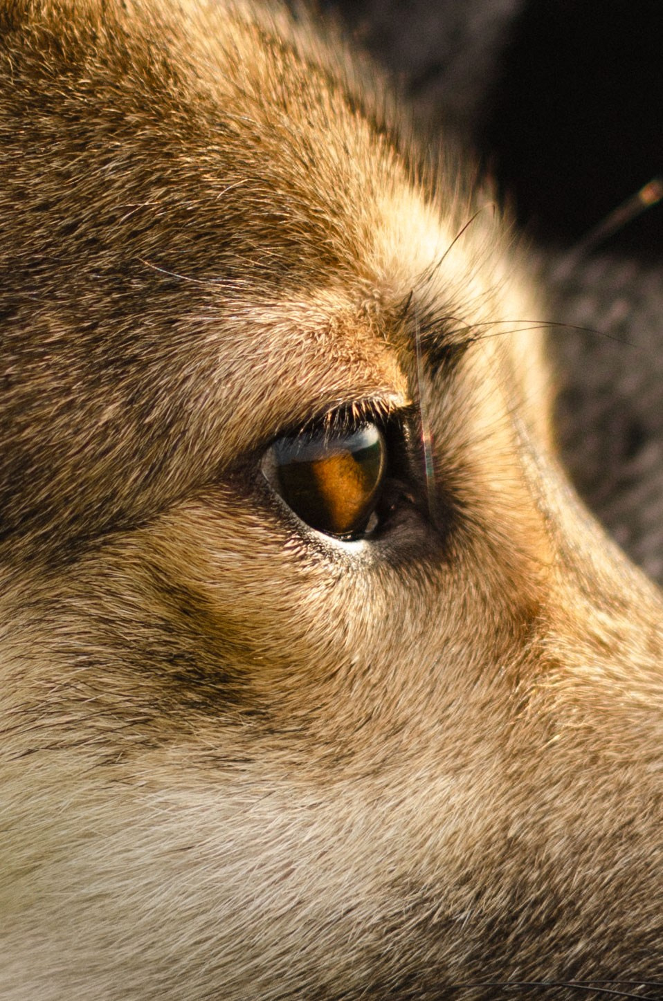 Полина & Ронни. Женский и предметный фотограф в Уфе Анастасия Настоечка