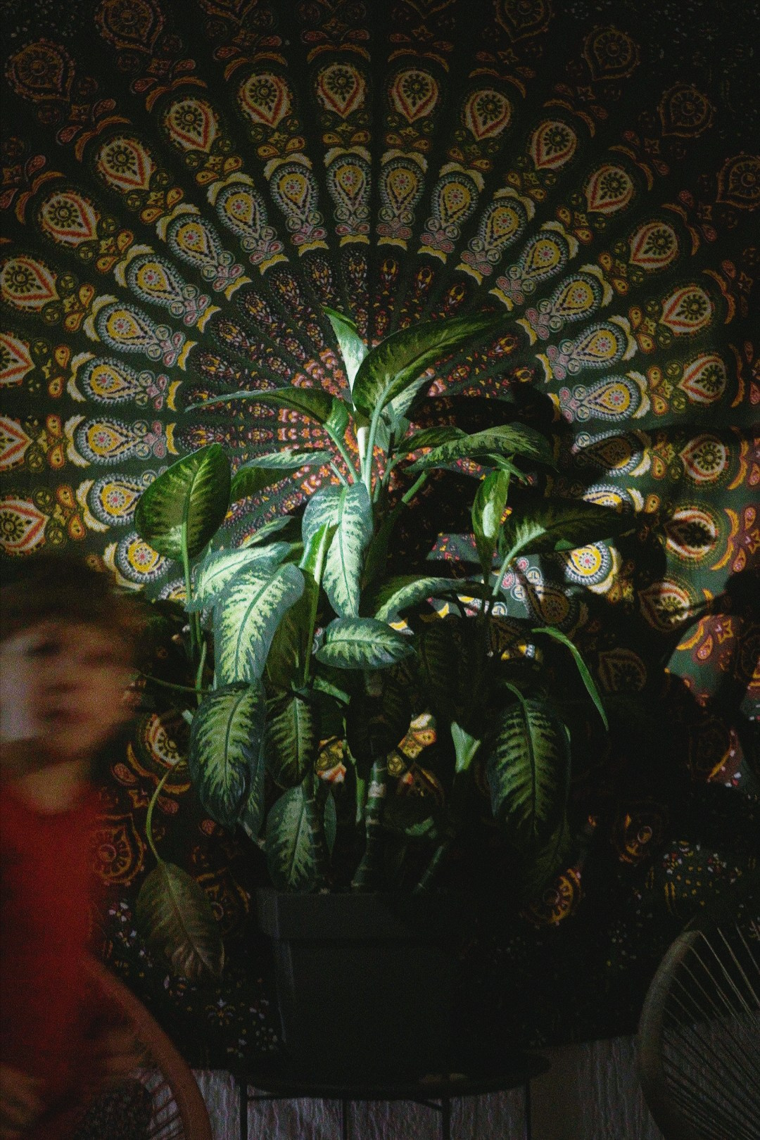 Yoga villa market, Tbilisi. Андрей Фадеев фото видео Тбилиси