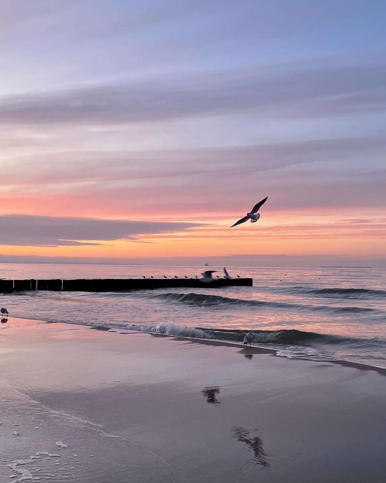 Розовый закат на море и пролетают чайки, отражаясь в воде.