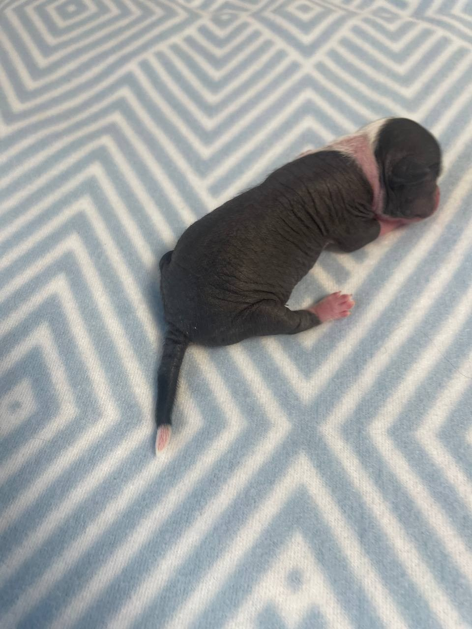 D2 День Рождения