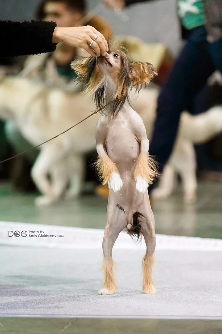 Предновогодняя выставка Элечки. Poale Ell Chinese Crested Dog Kennel: Buy a puppy from the kennel
