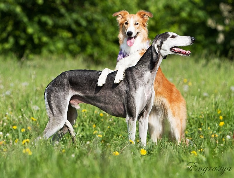 На природе. Семейный и детский фотограф в Москве Мария Быкова