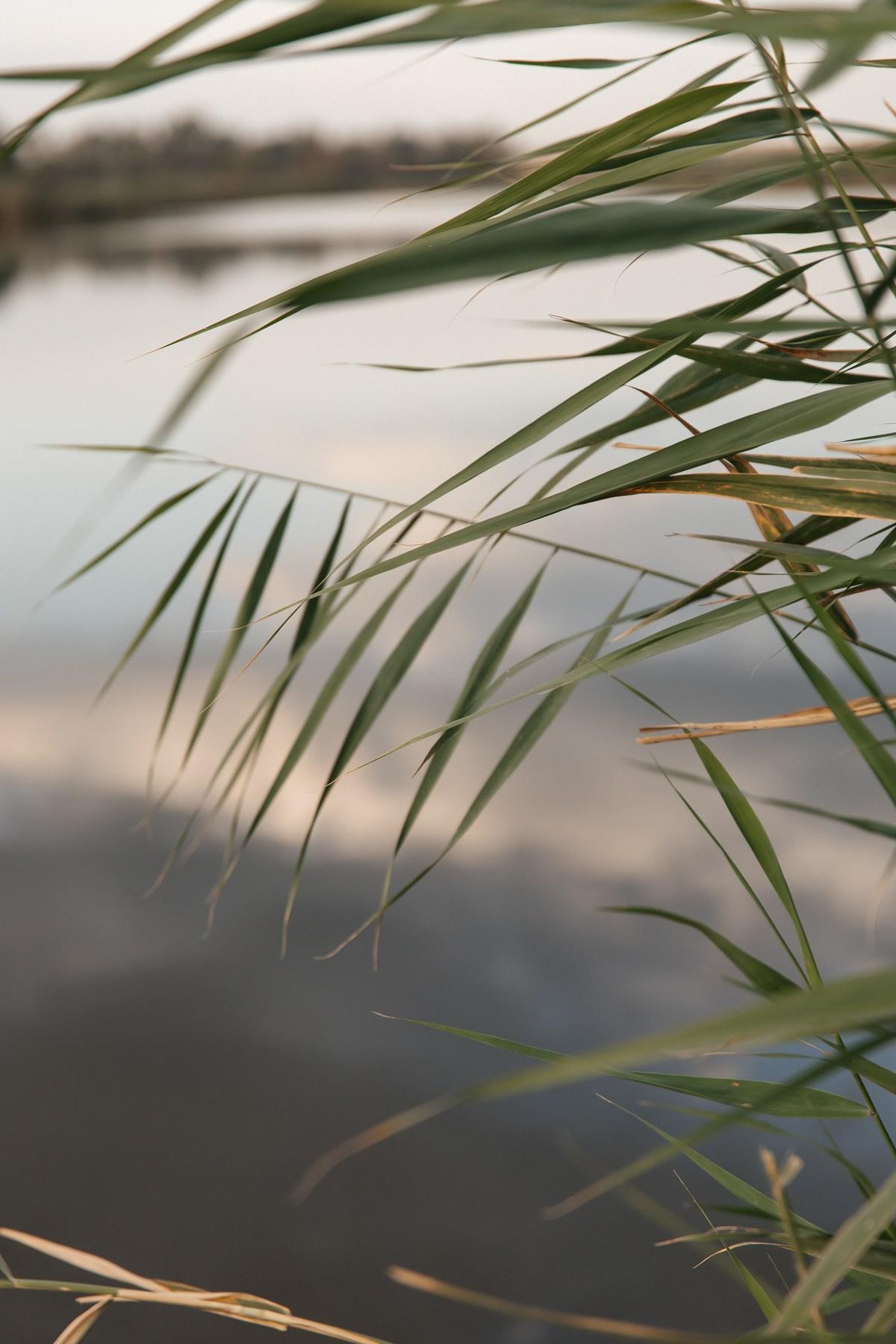 ПО МОТИВАМ КРЕСТНОГО ОТЦА. Свадебный фотограф Верещак Сергей I Ростов-на-Дону