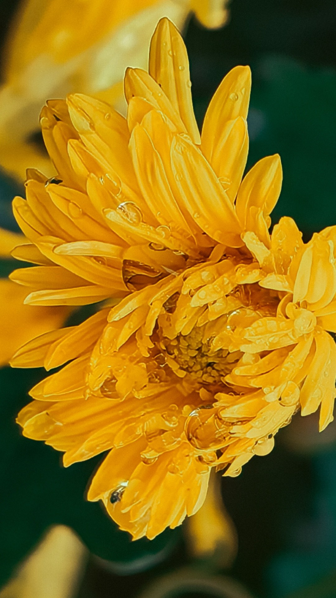 Академия фотографии. Фото/Ретушь/Обучение