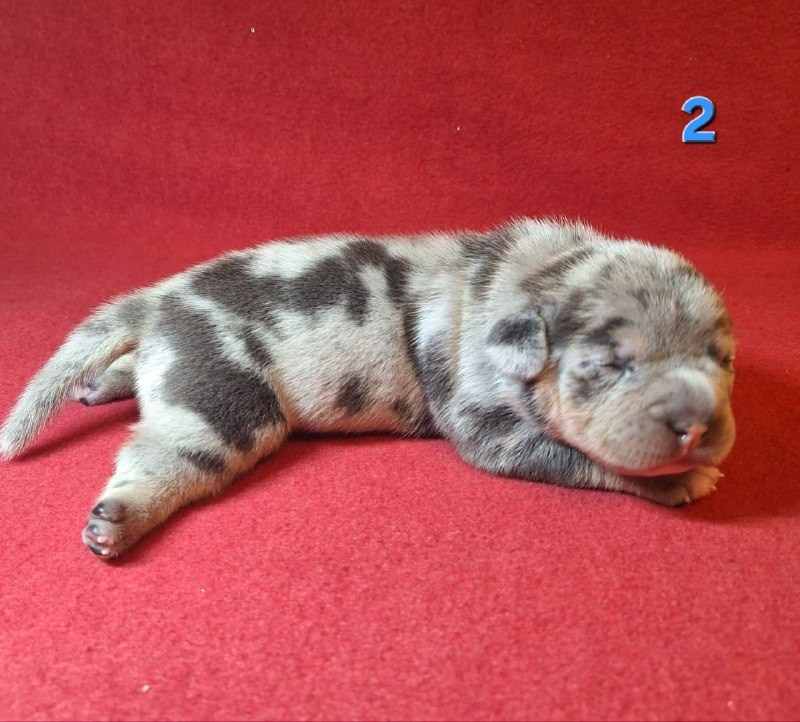 Щенки Американский булли. ПИТОМНИК СОБАК ПОРОДЫ АМЕРИКАНСКИЙ БУЛЛИ