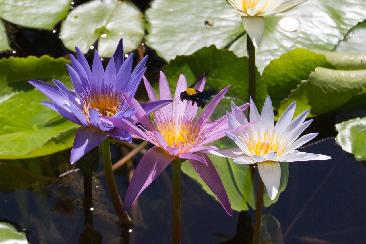 Фото Цветов. Студия Максима Белослюдцева