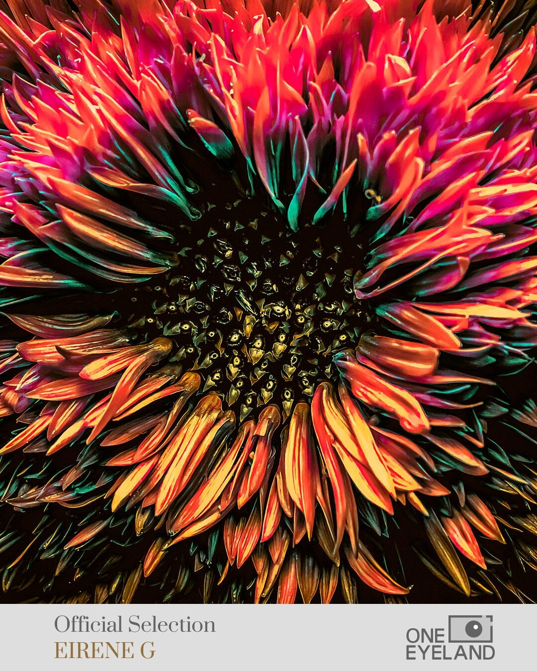 ONEEYELAND GALLERY. Eirene G |  Photoartist | Flowers from my garden