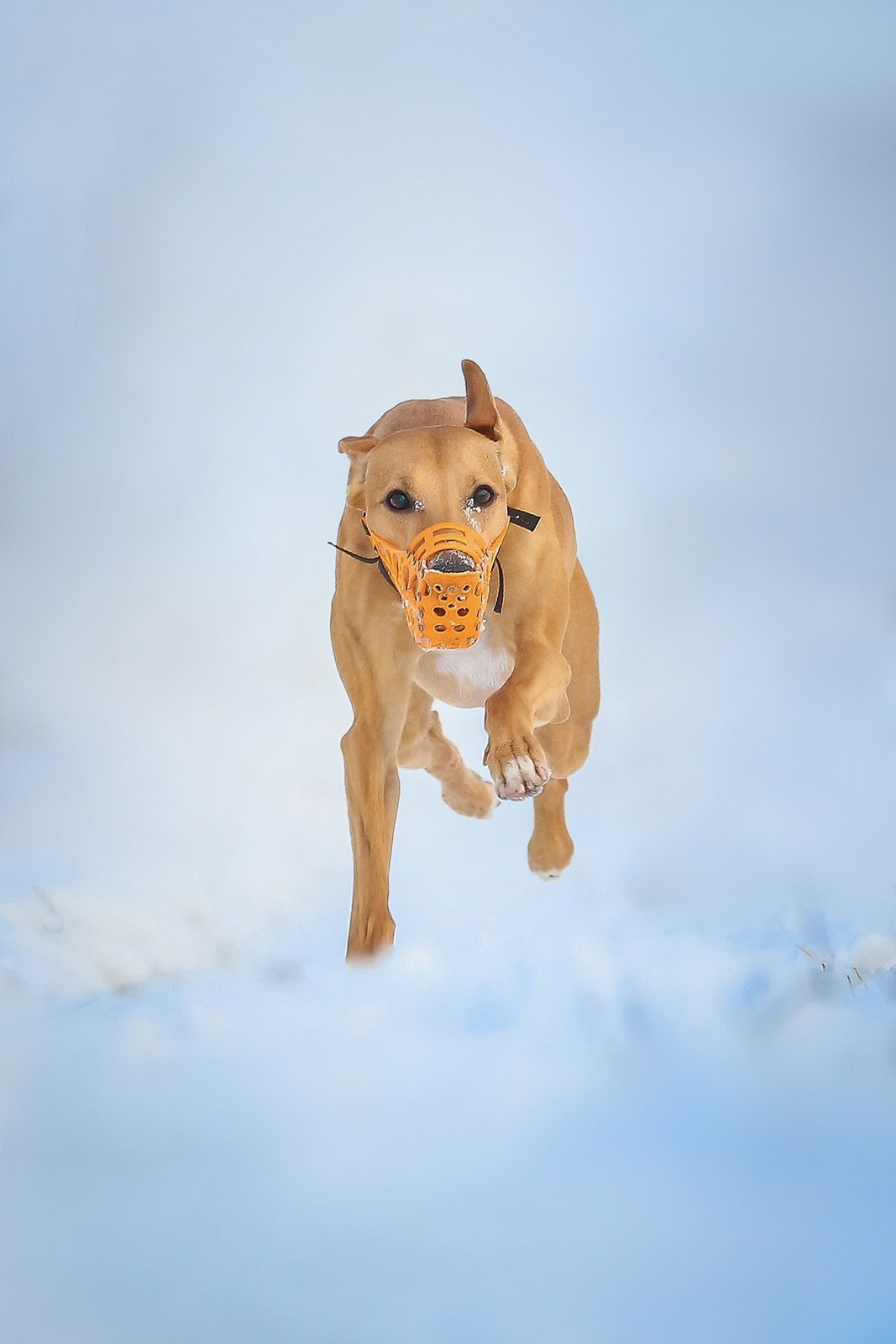 Petshop Run. Irenephoto.ru