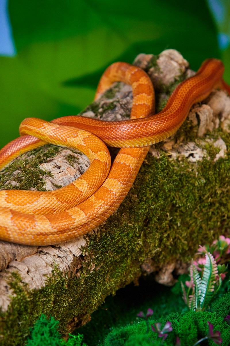Съёмка животных — оранжевая змея на коряге с мхом.