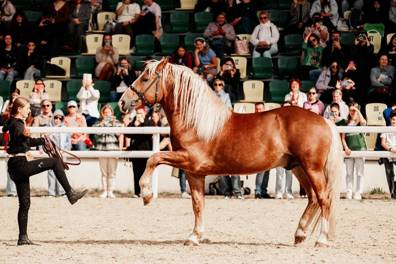 ЭКВИРОС — СЕНТЯБРЬ 2025. Куракина Дарья • Конный фотограф