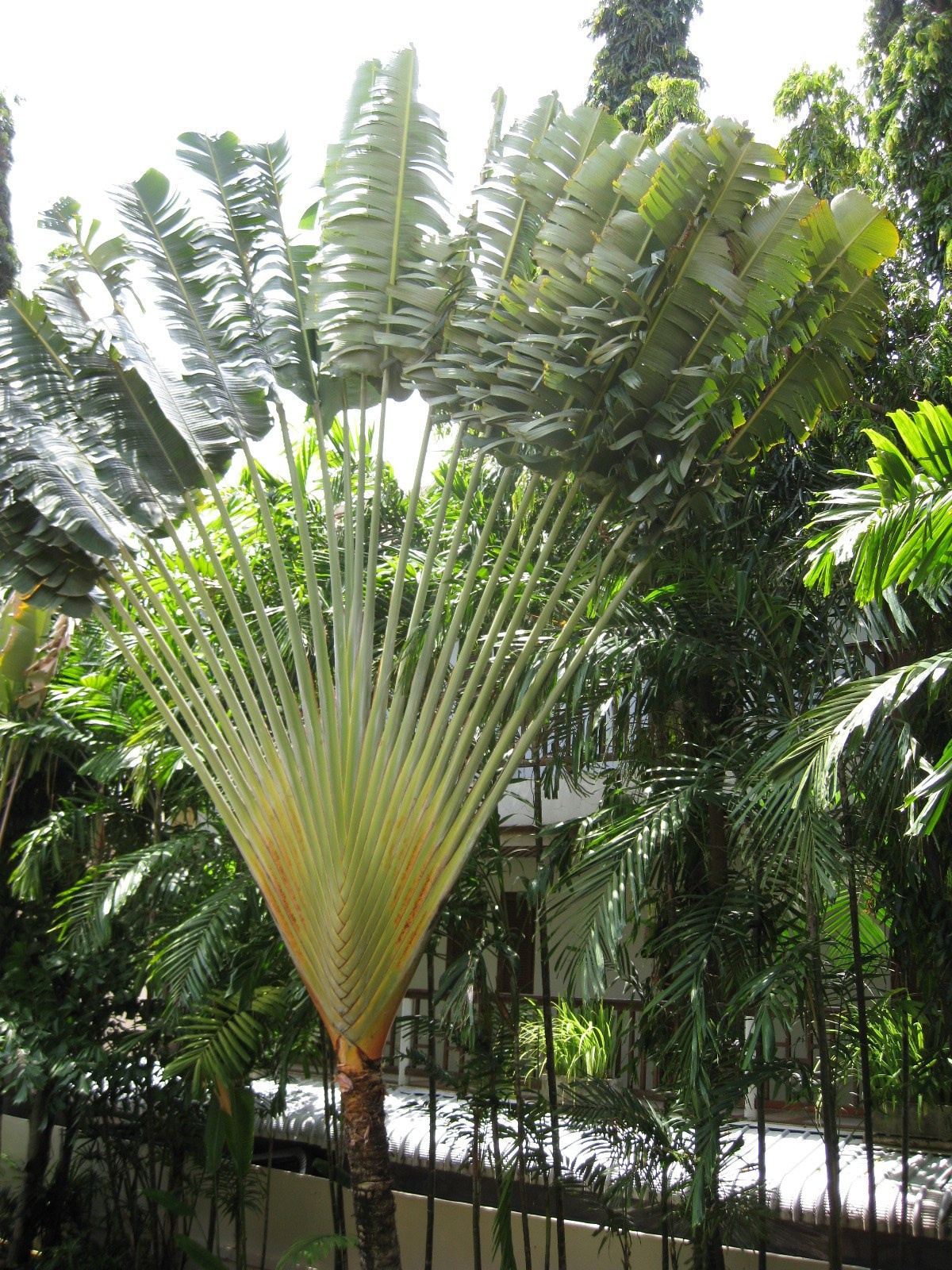 Тайланд 2012 г. Улица, люди, жизнь…