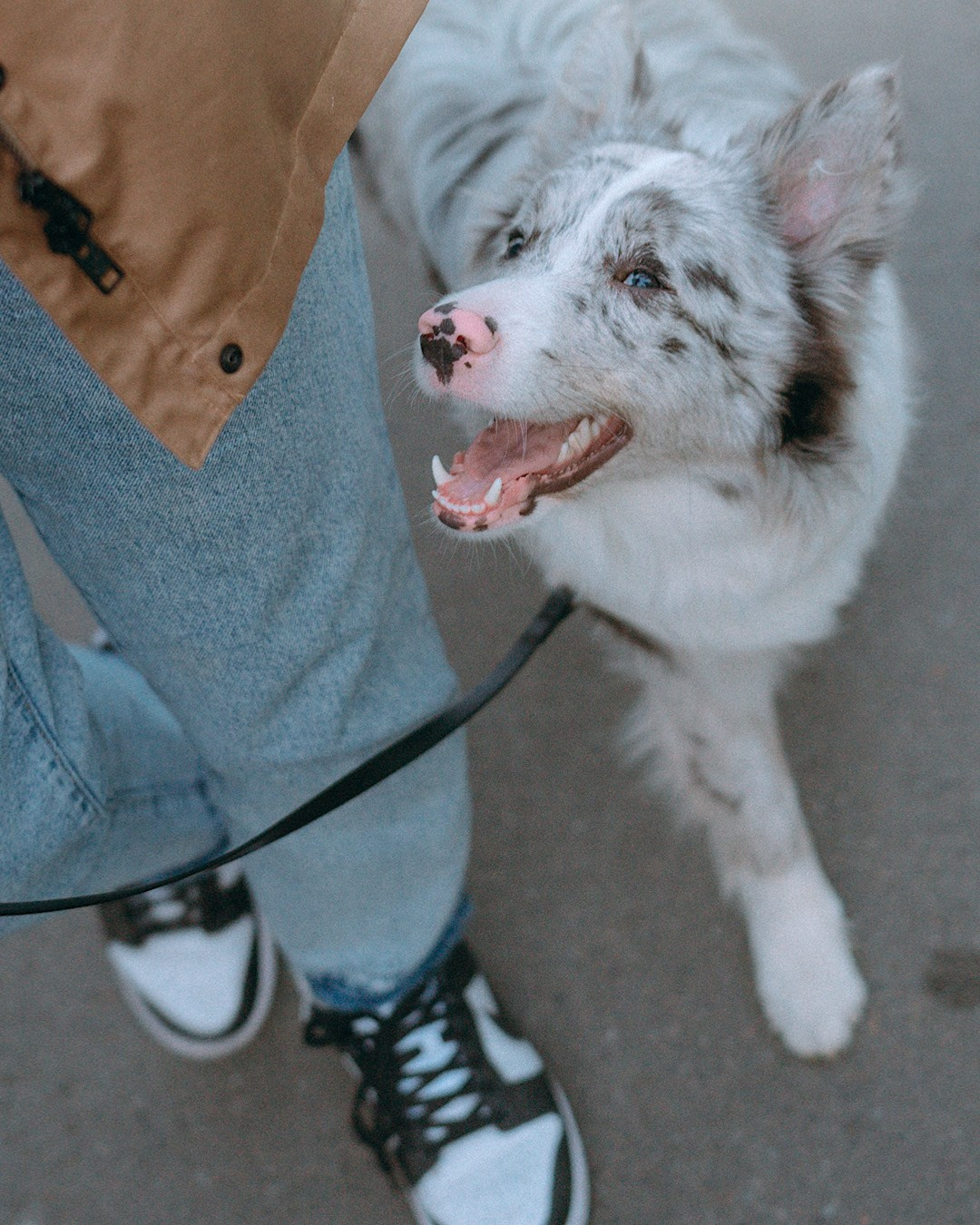 Света, Катрин и Умка. Фотограф анималист в Москве и Санкт-Петербурге Свиридова Анна