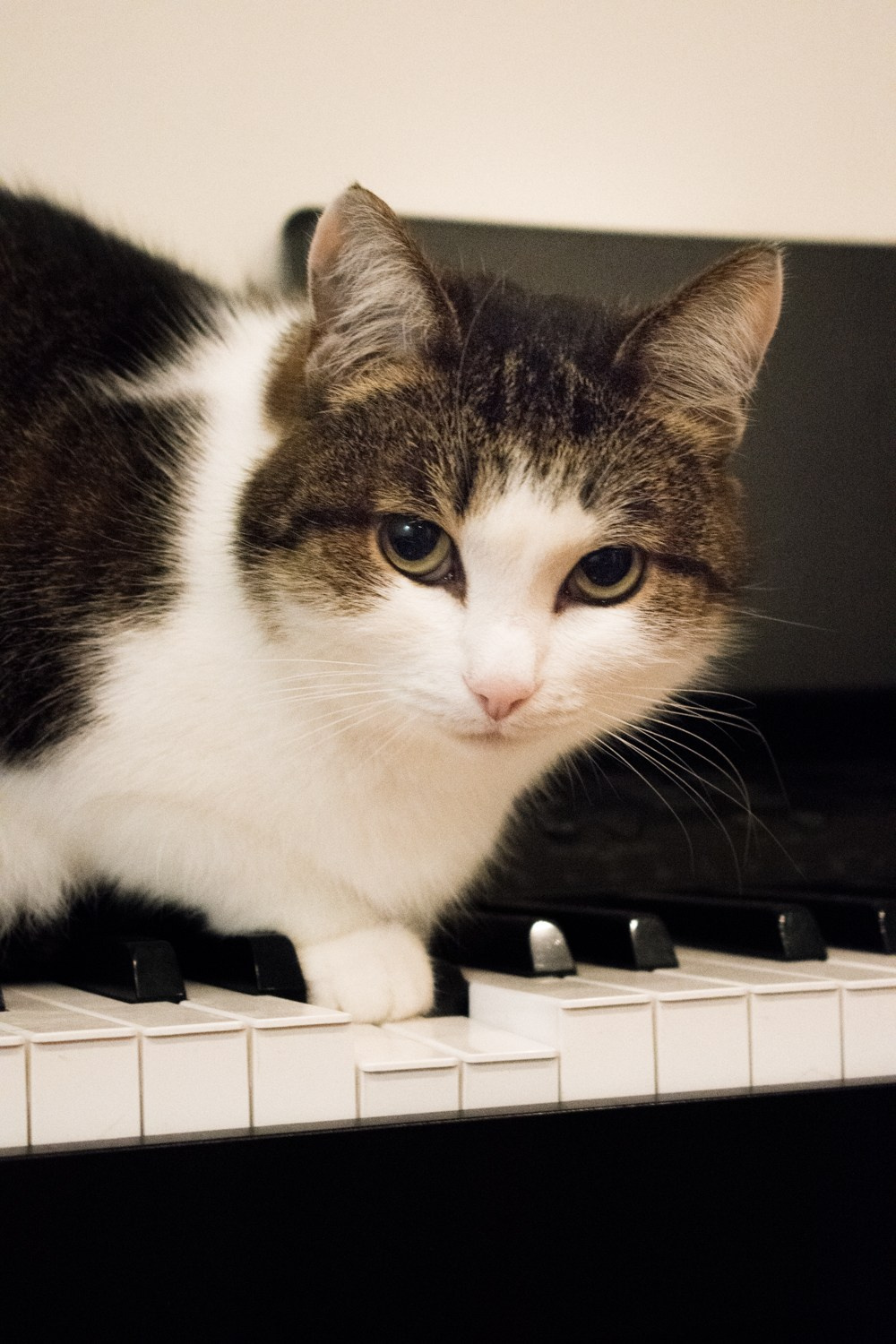 Коты. Фотограф Максим Буряк