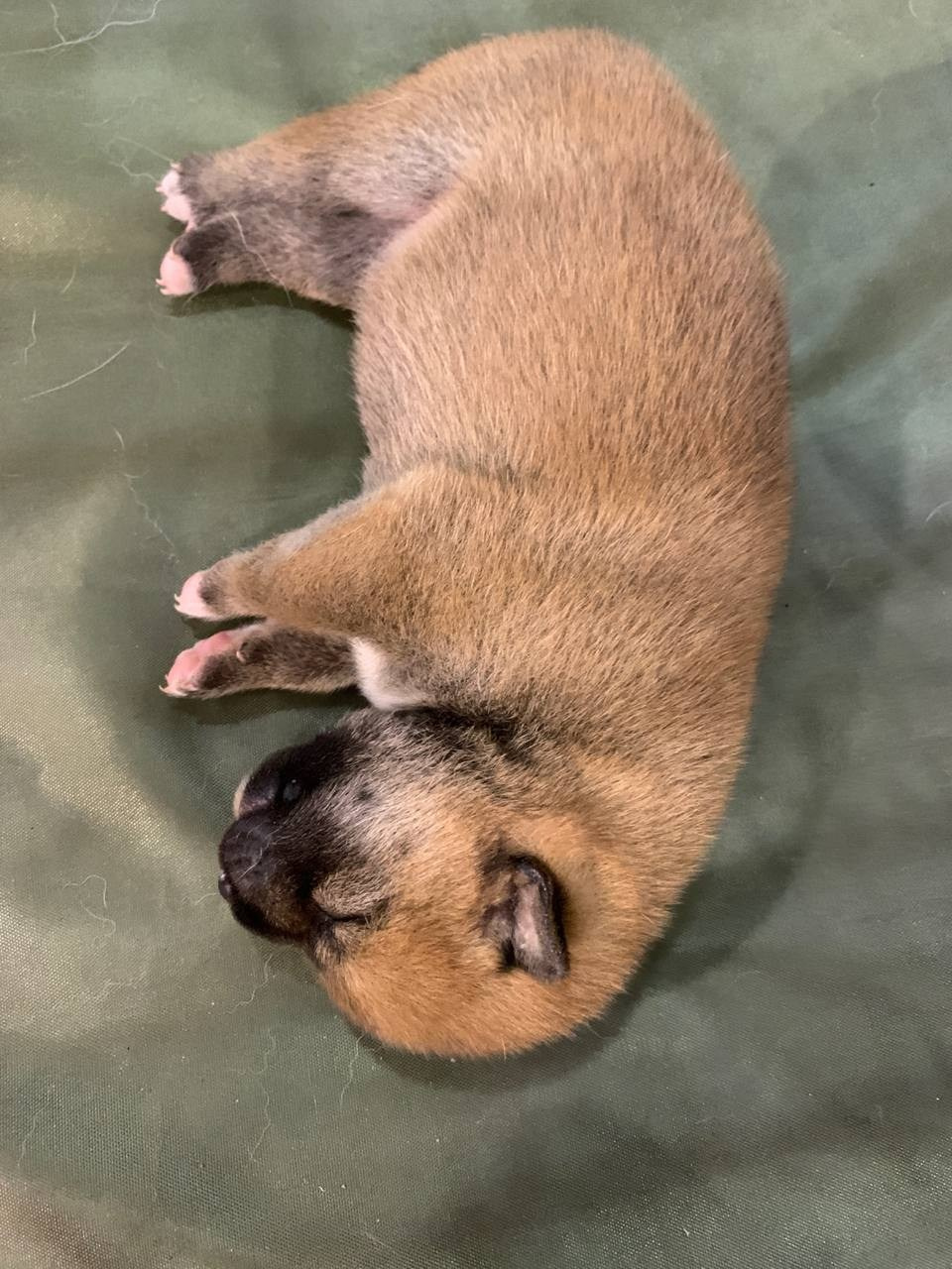 сиба питомник Рубилайт щенки на продажу rubylight  сиба щенки купить СПб Санкт-Петербург