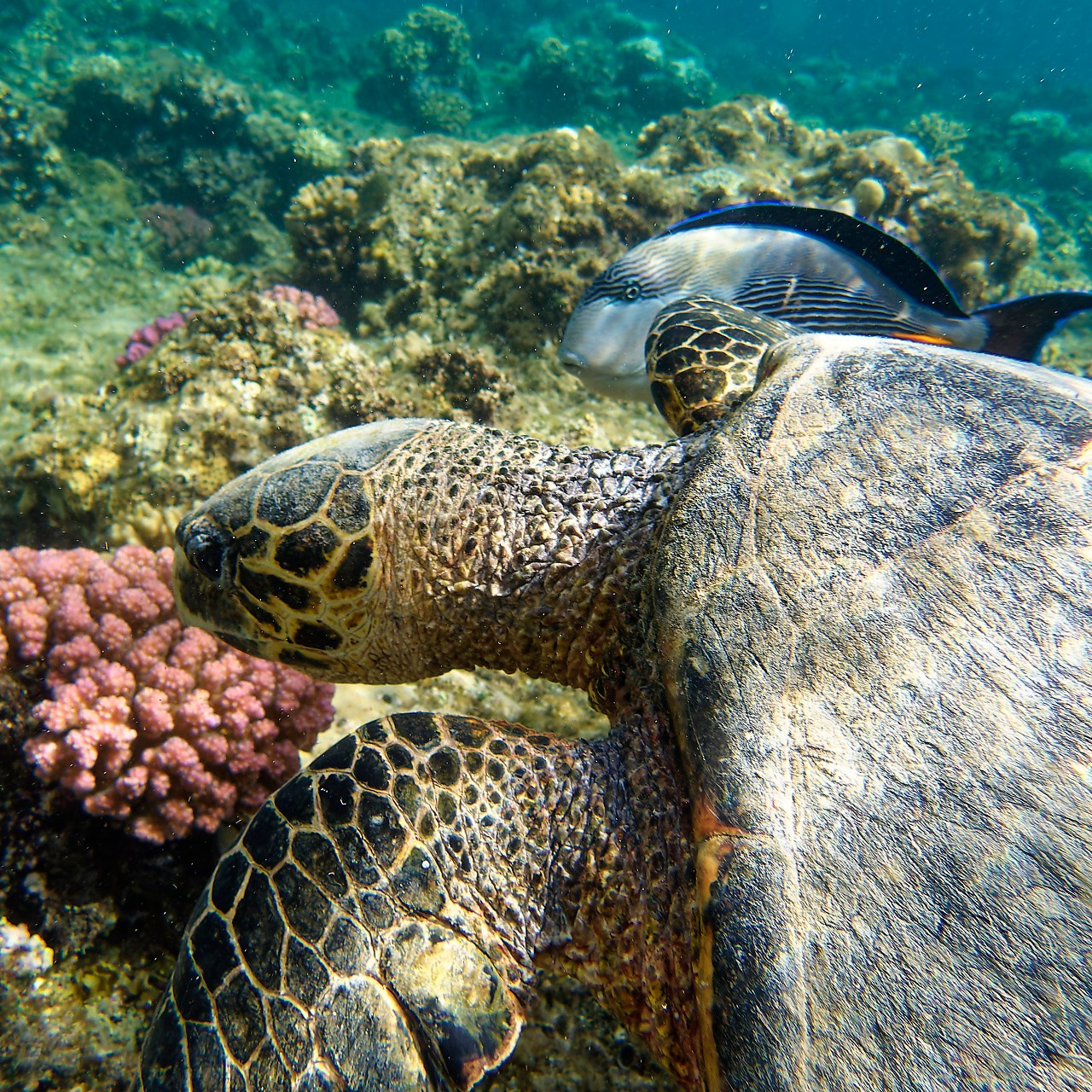 Мне посмотреть. Рыбов показываю