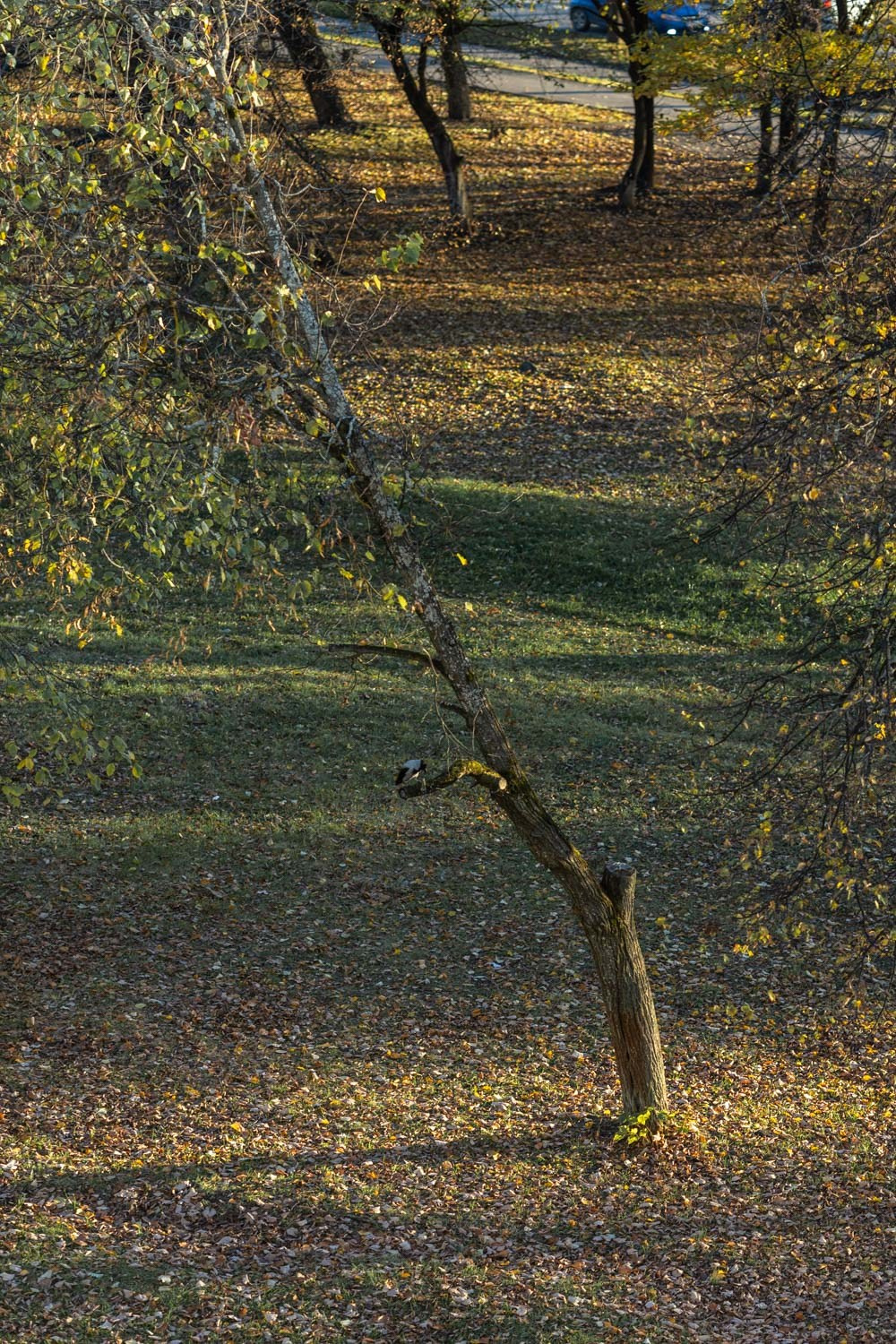 Природные пейзажи. Наталия Клевинскас портретный фотограф в Костроме