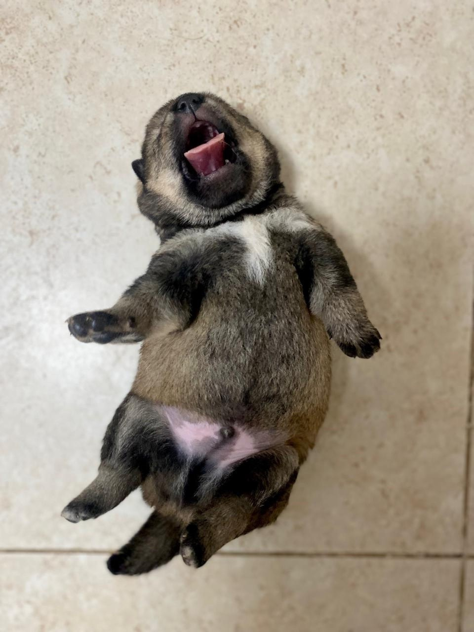 Шаман (сезам) * Шу_ Шаолинь Цукан. AMERICAN AKITA RUBYLIGHT KENNEL I SHIBA-INU
