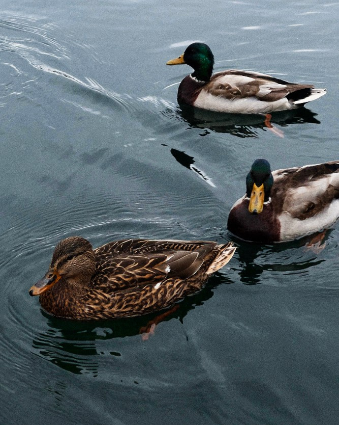 EKATERINA BOGDANOVA ─ PHOTOGRAPHER