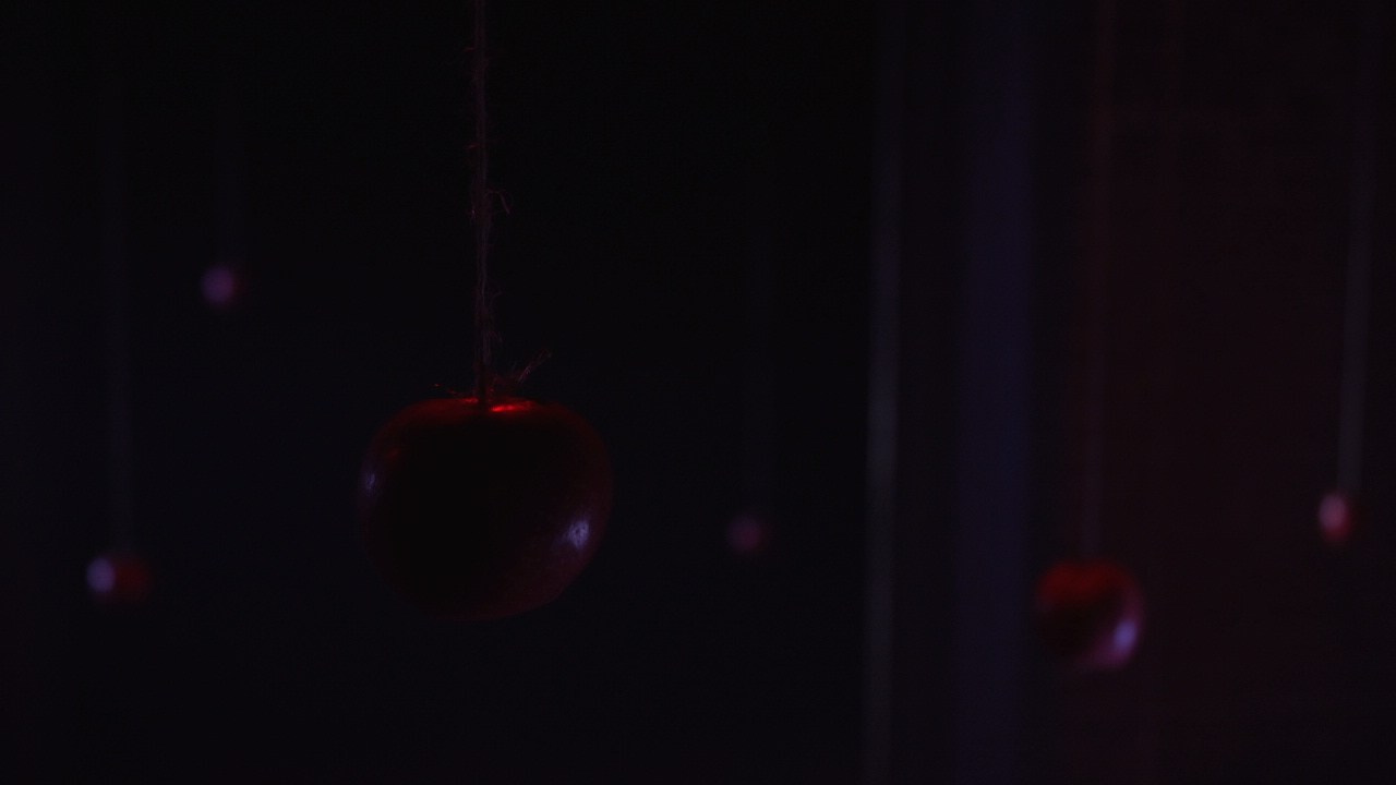 Красное дерево. Фото / Видеосъемка в Москве