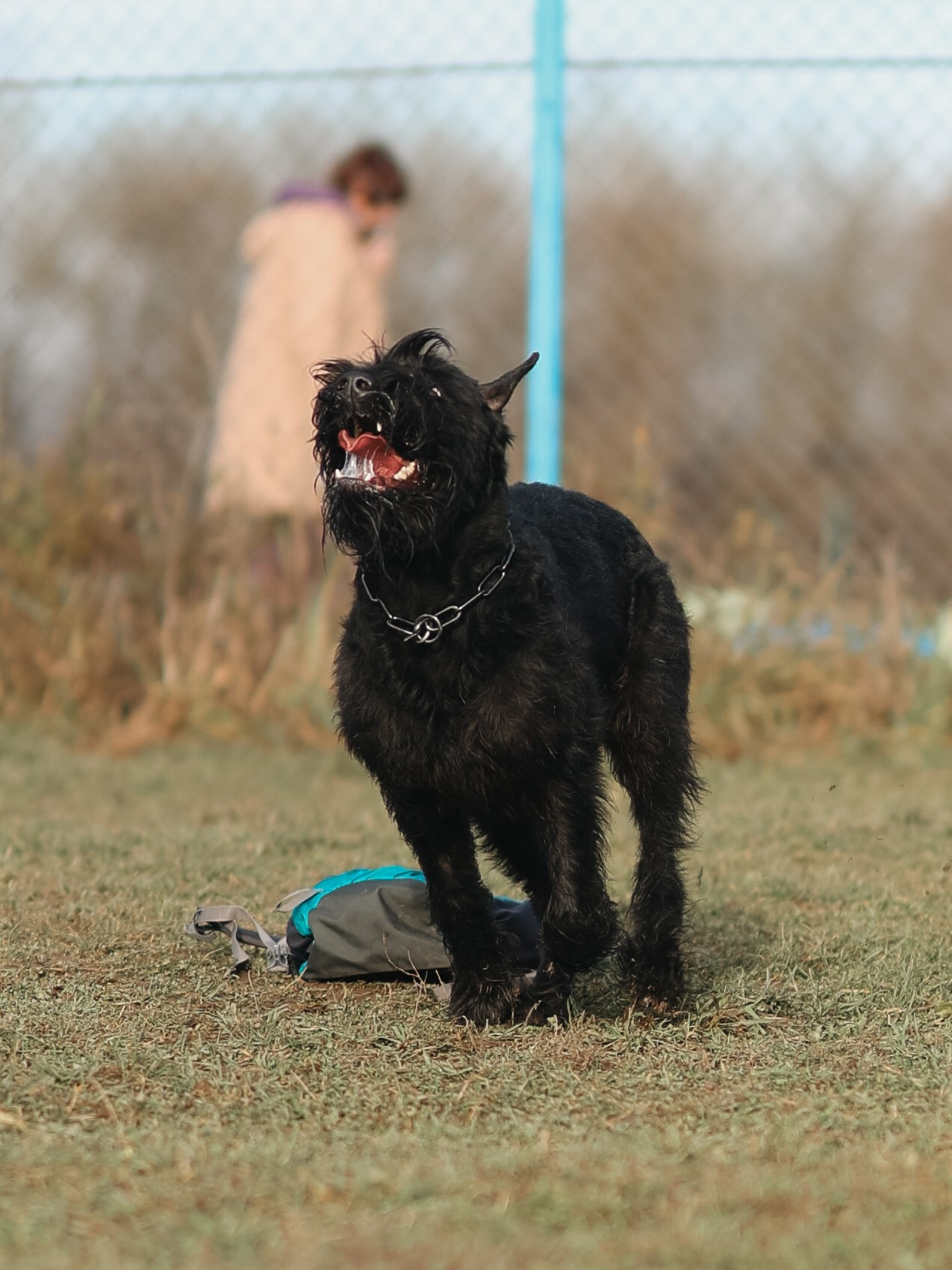 Соревнования BH. Фотограф-анималист в Москве Кириллова Татьяна