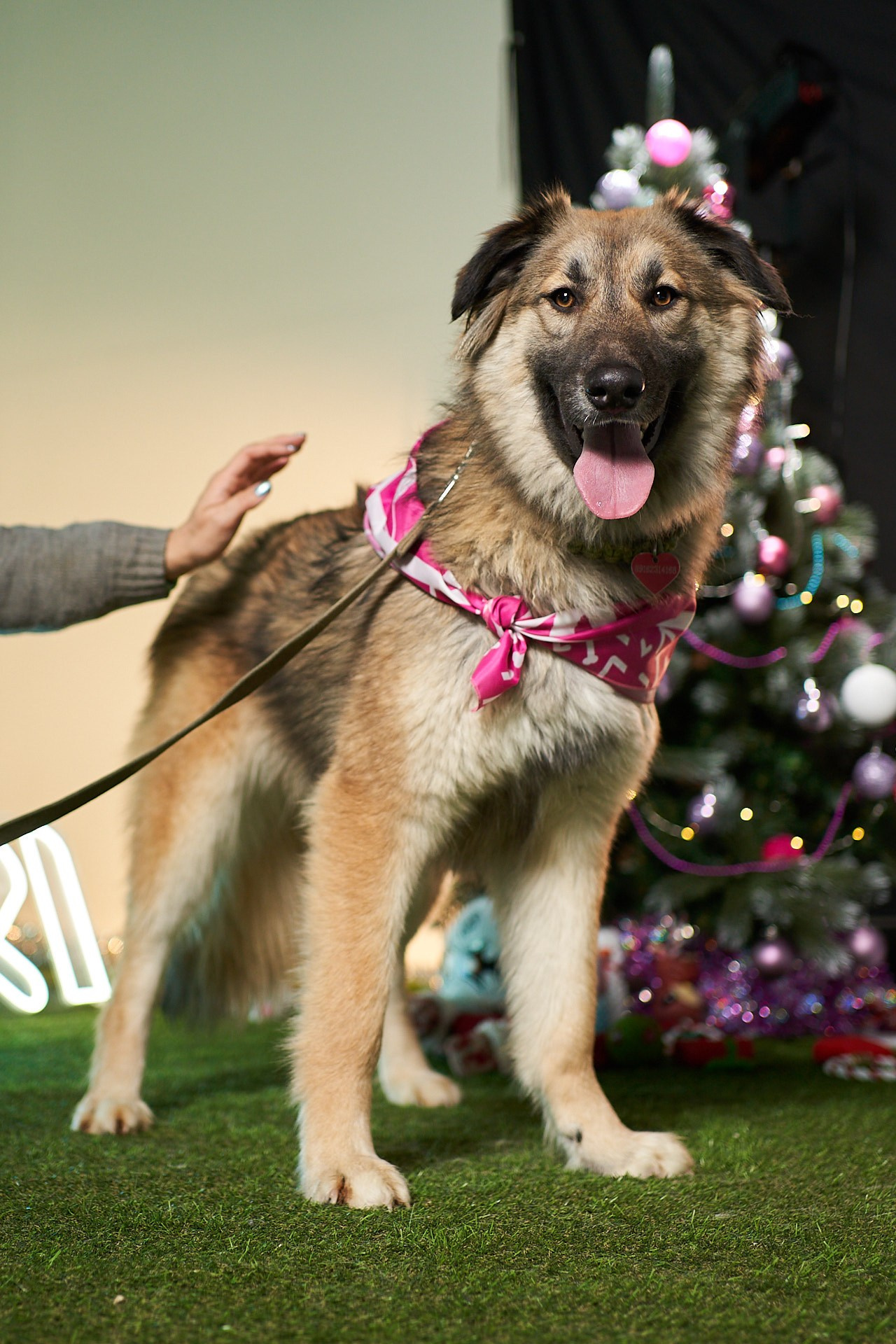 Проект «Андердоги» для коллаборации Фонда «Рэй», Sports.ru, Пари. Фотограф анималист Москва Дарья