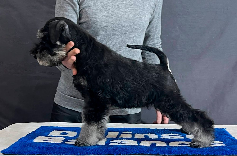 Litter «UY» 10.10.2025. Питомник цвергшнауцеров в Беларуси «Делинсо Бэлэнс»