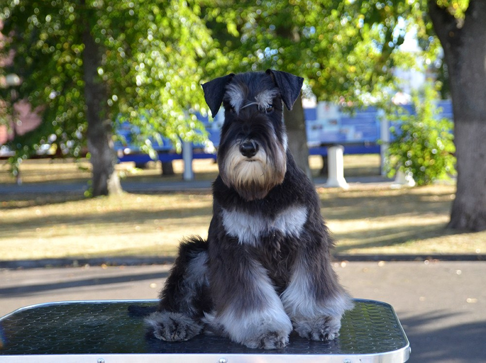 Крейг/Delinso Balance Otem Temin. Питомник цвергшнауцеров в Беларуси «Делинсо Бэлэнс»