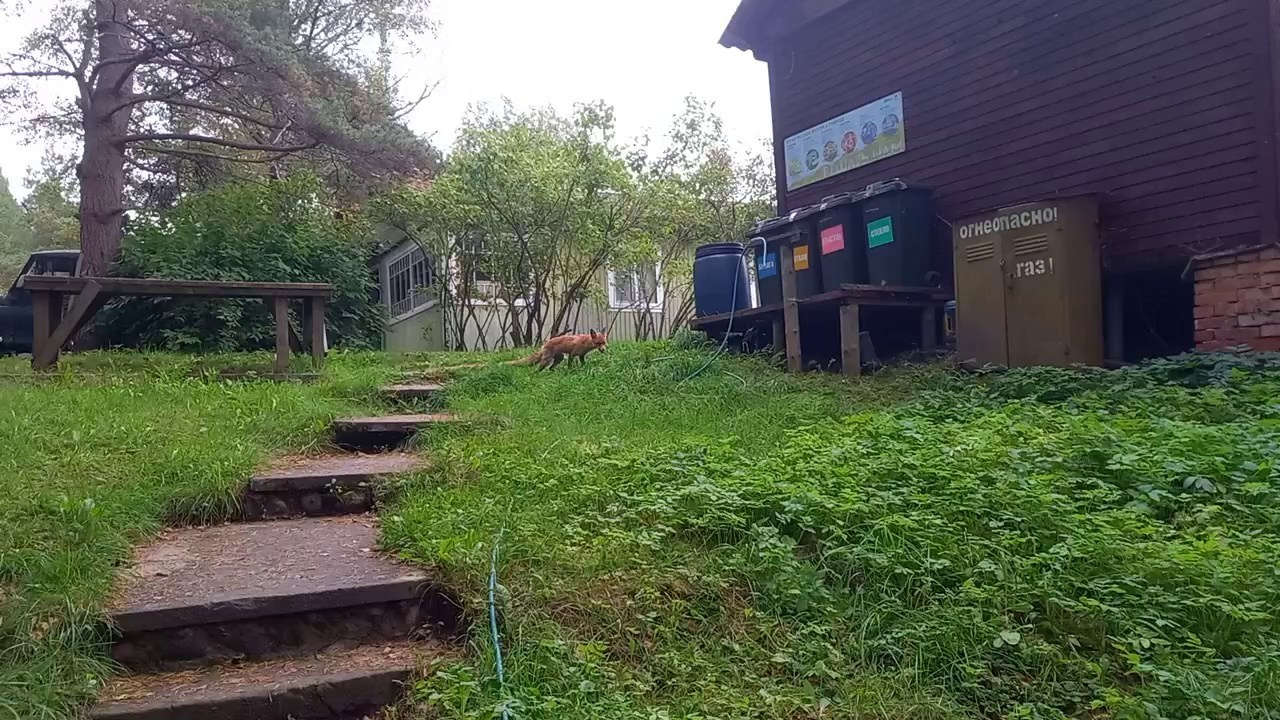 Ягель. Северные Ночи