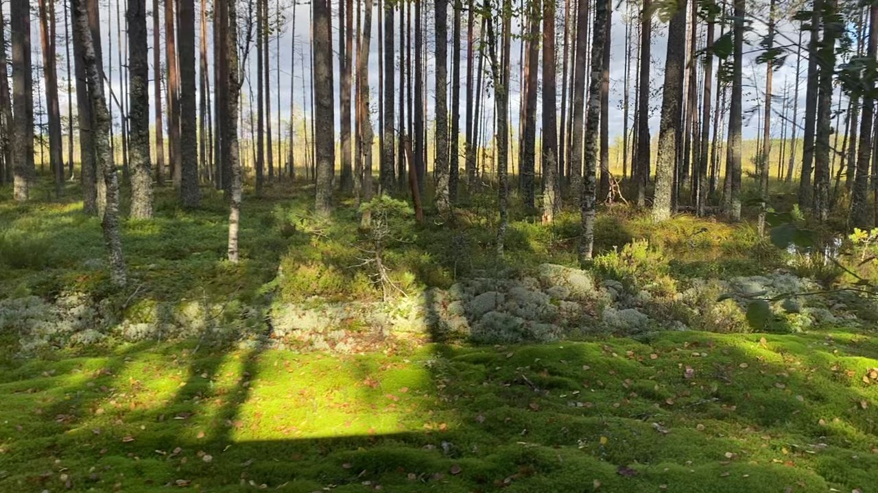 Ягель. Северные Ночи