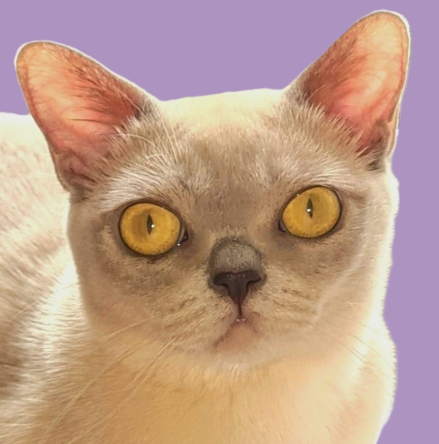 Котёнок американской бурмы. Las Burmas — питомник американской бурмы традиционных линий