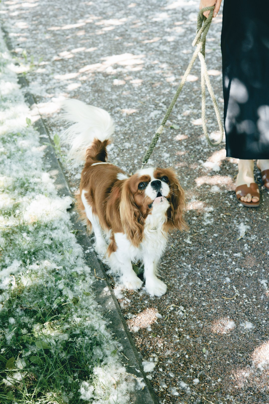 Dogs. Юлия Астра: Фотограф в Санкт-Петербурге. Снимаю женские портреты, уличные съёмки в Петербурге и людей с их собаками