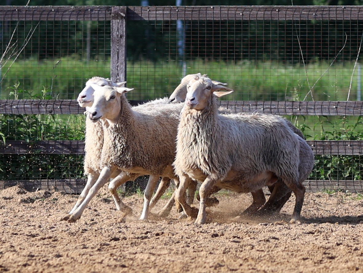 Пастьба. Фотограф-анималист в Москве Кириллова Татьяна