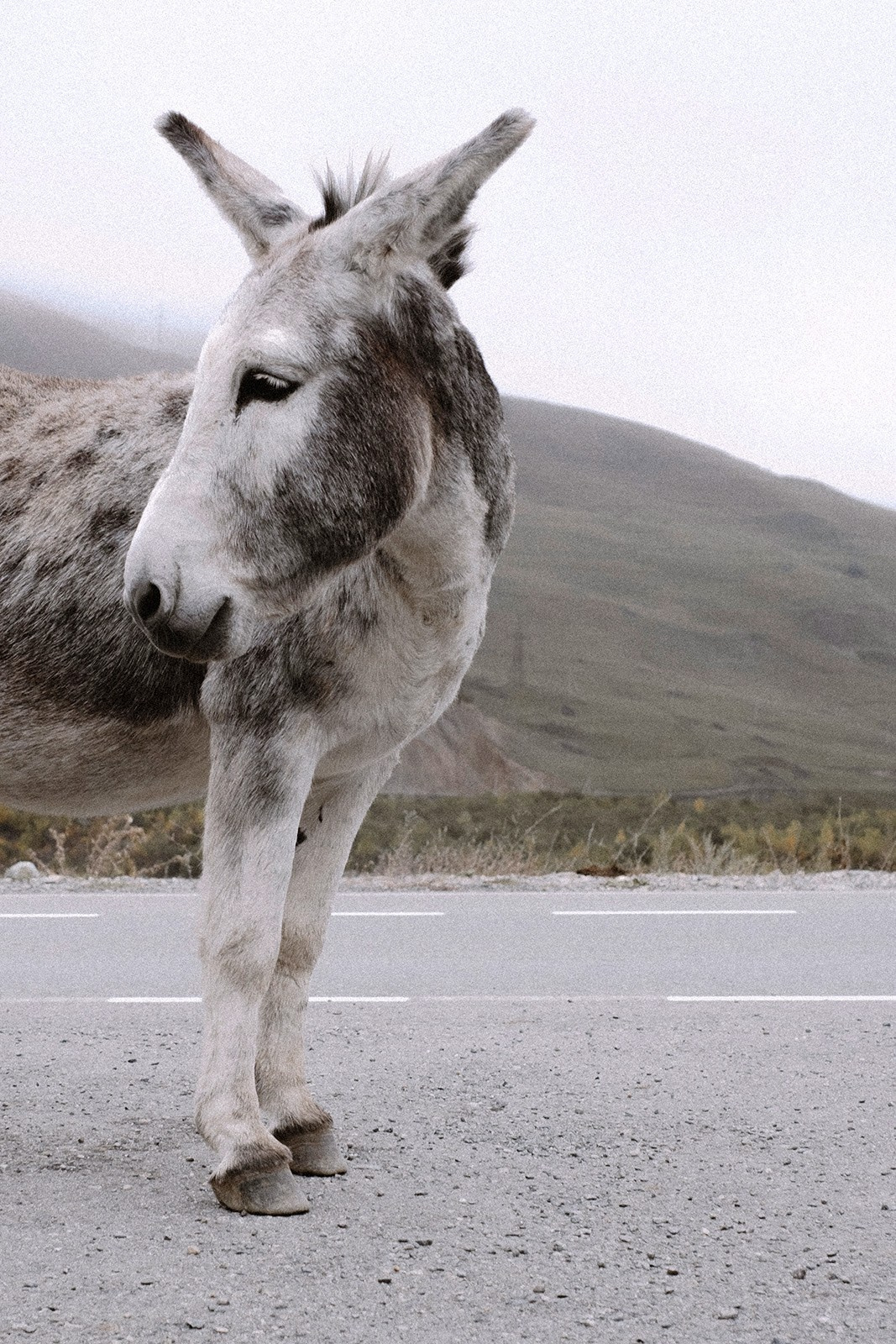 Prints. North Ossetia