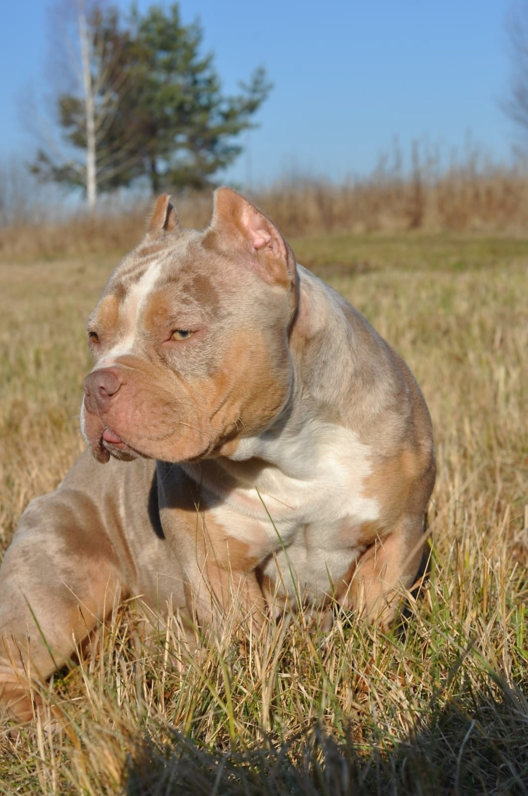 сука лиловая мерль позирует на природе 