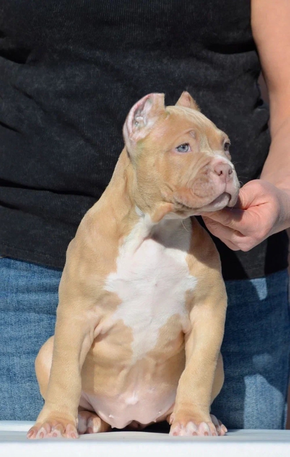 купить щенка американский булли в Донецке